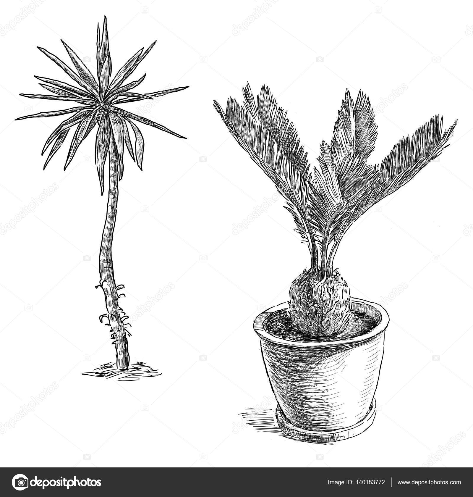 Drawings Palm Tree Sketches Of The Small Palm Tree Stock