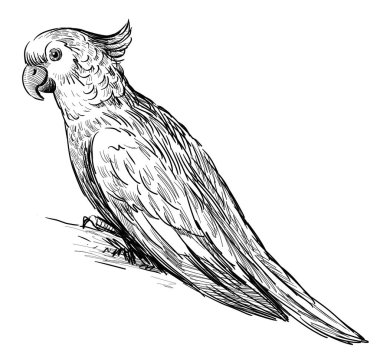 papağan taslağını