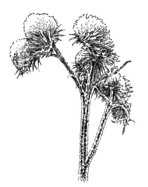 donmuş bir kır çiçeği taslağını