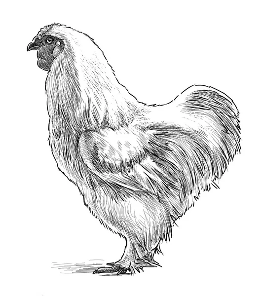 Sketch of a white hen — Stock Photo, Image