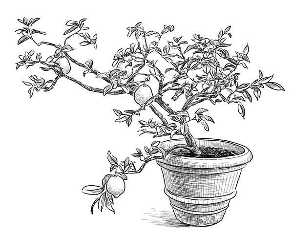 Ручний малюнок лимонного дерева в горщику — стокове фото