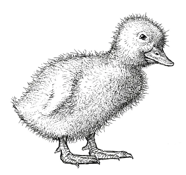 Bir ördek yavrusu el çizimi — Stok fotoğraf