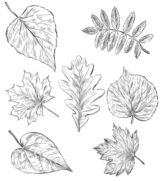 Croquis des feuilles des arbres qui tombent — Photo