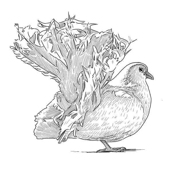 Esboço de uma pomba branca — Fotografia de Stock