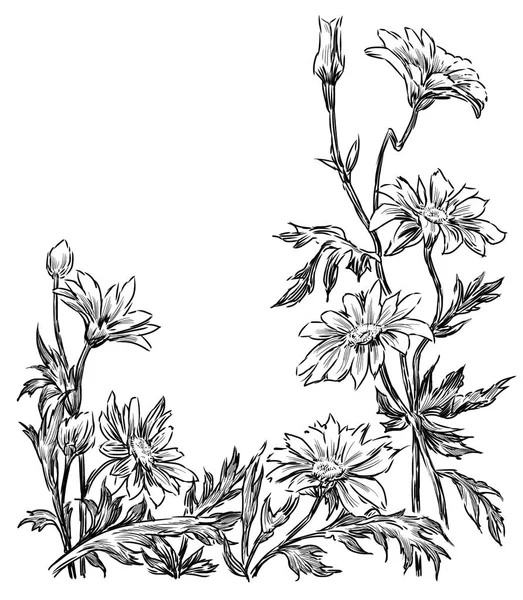 Drawn garden chamomiles — Stock Photo, Image