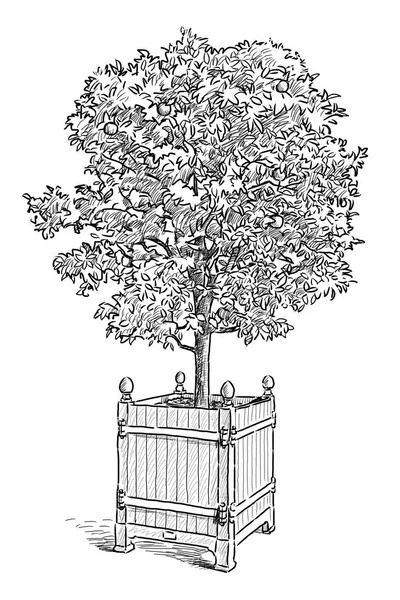 Sketch of an orange tree in the flowerpot — Stock Photo, Image