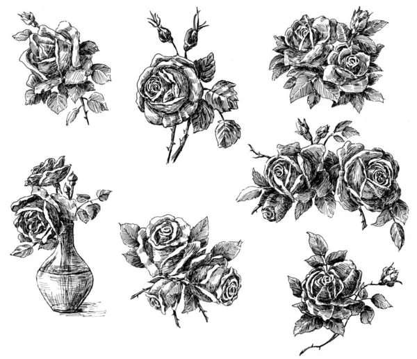 Esboços das rosas — Fotografia de Stock
