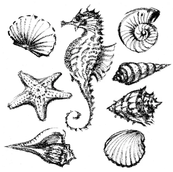 해양 생물의 스케치 — 스톡 사진