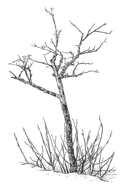 Ruční kreslení mladý strom — Stock fotografie