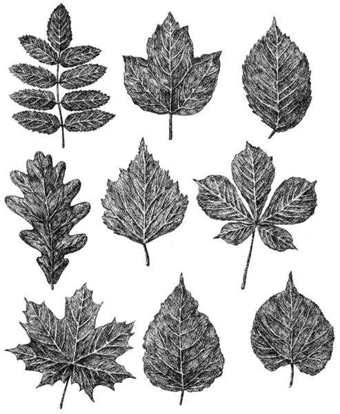 Desenhos manuais das folhas das árvores em queda — Fotografia de Stock