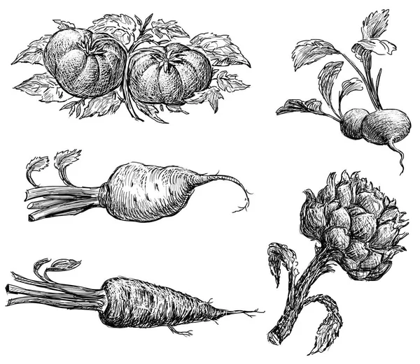 Aketches of the ripe vegetables — Stock Photo, Image