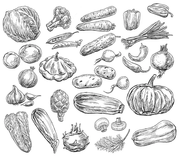 Sketches of the different vegetables — Stock Photo, Image