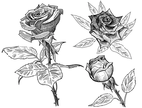 Pencil drawings of the  roses — Stock Photo, Image