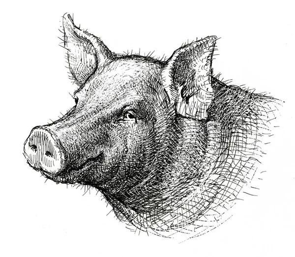 Скетч улыбающейся свиньи — стоковое фото