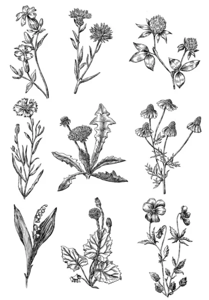 Sketches of the wild flowers — Stock Photo, Image