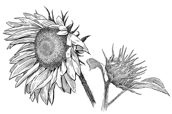 Ескіз великої стиглої соняшнику — стокове фото