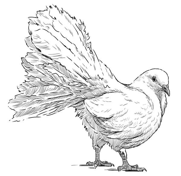 Sketch of a wihte pigeon — Stock Photo, Image