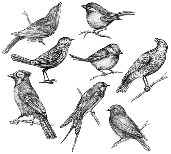 Wild birds sketches — Stock Photo, Image