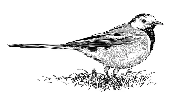 Hand-drawing of a wagtail — Stock Photo, Image