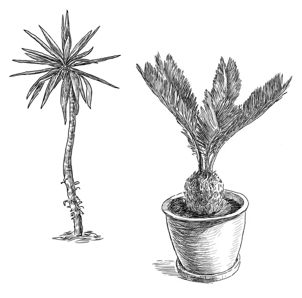 Küçük palmiye ağacı çizimler — Stok fotoğraf