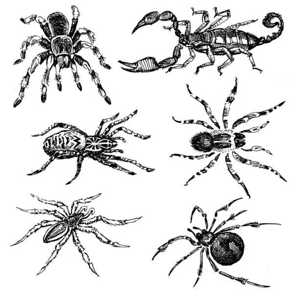 Sketches of the spiders Stock Picture