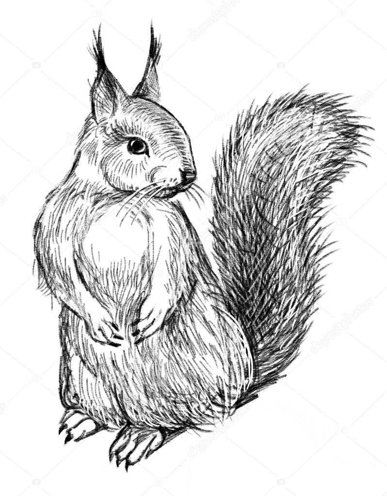 sketch of a wild squirrel