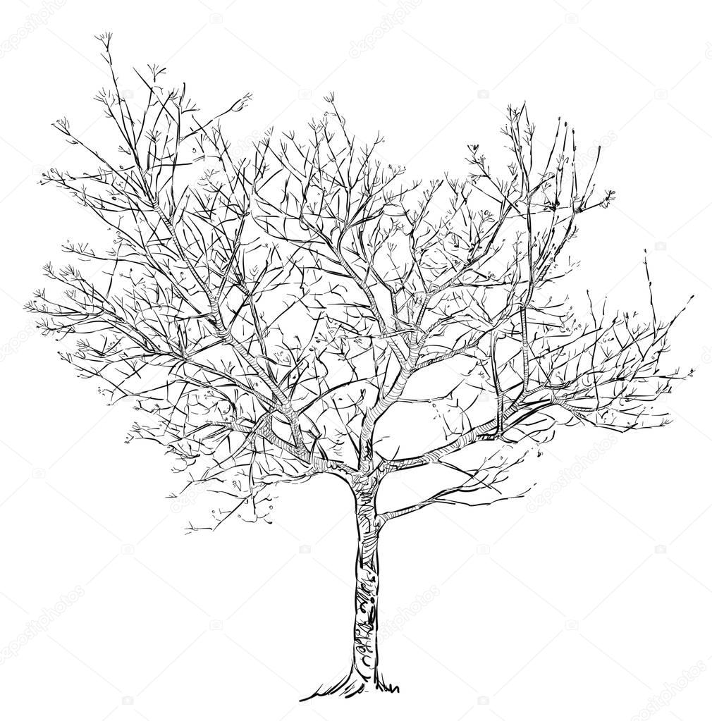 Sketch of a tree in the spring