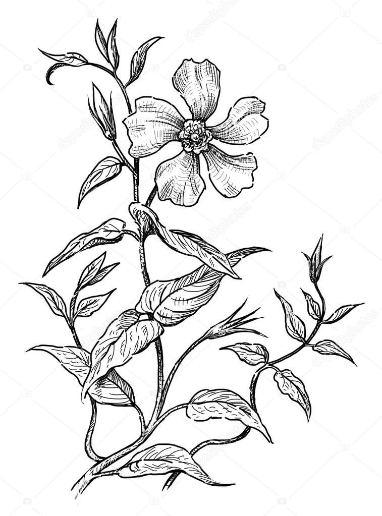 sketch of a decorative flower