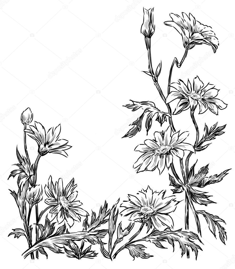 drawn garden chamomiles