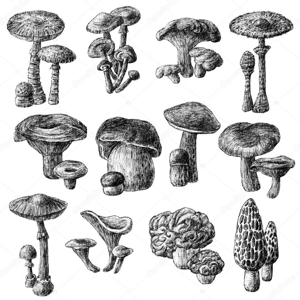 Hand-drawings of the wild mushrooms