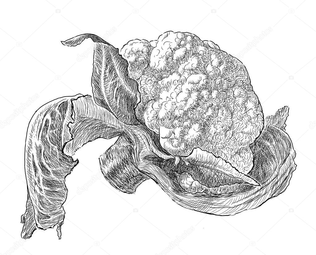 Images cauliflower sketch Sketch of a ripe cauliflower — Stock Photo
