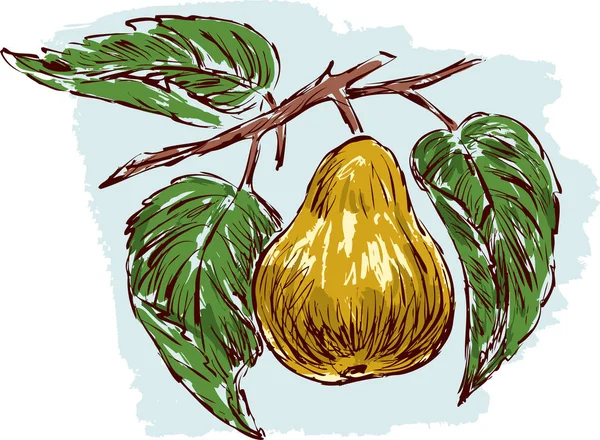 Croquis d'une poire mûre — Image vectorielle