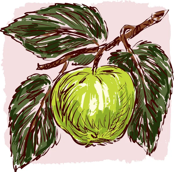 Bir yeşil elma taslağını — Stok Vektör