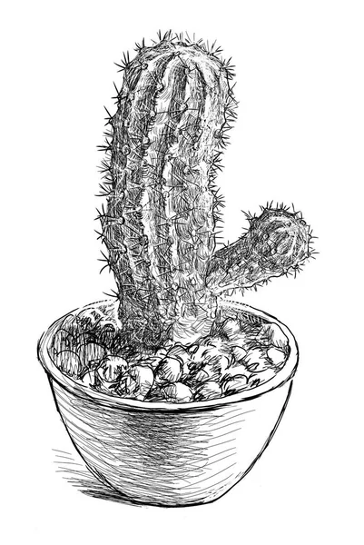Náčrt aktivní zóny kaktus v květináči — Stock fotografie