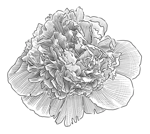 Schizzo di una grande peonia fiorita — Foto Stock