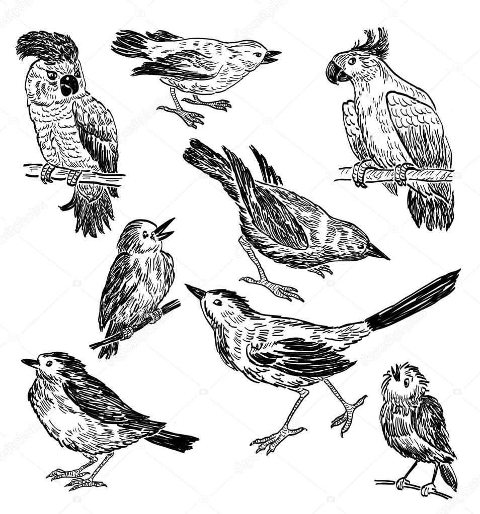 Pencil drawings of the different wild birds