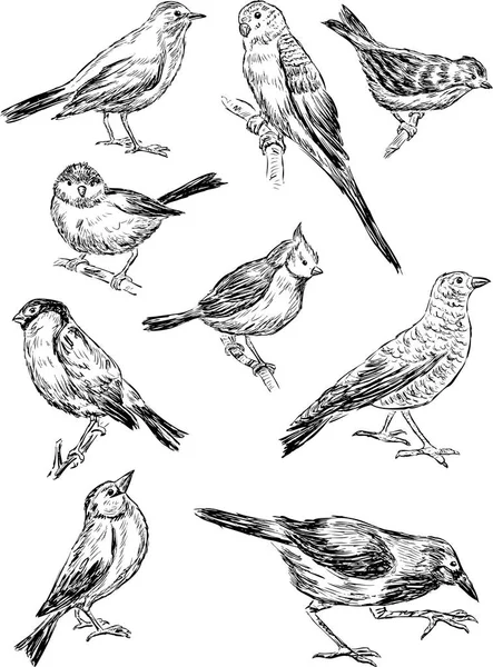 Sketches of the wild birds — Stock Vector