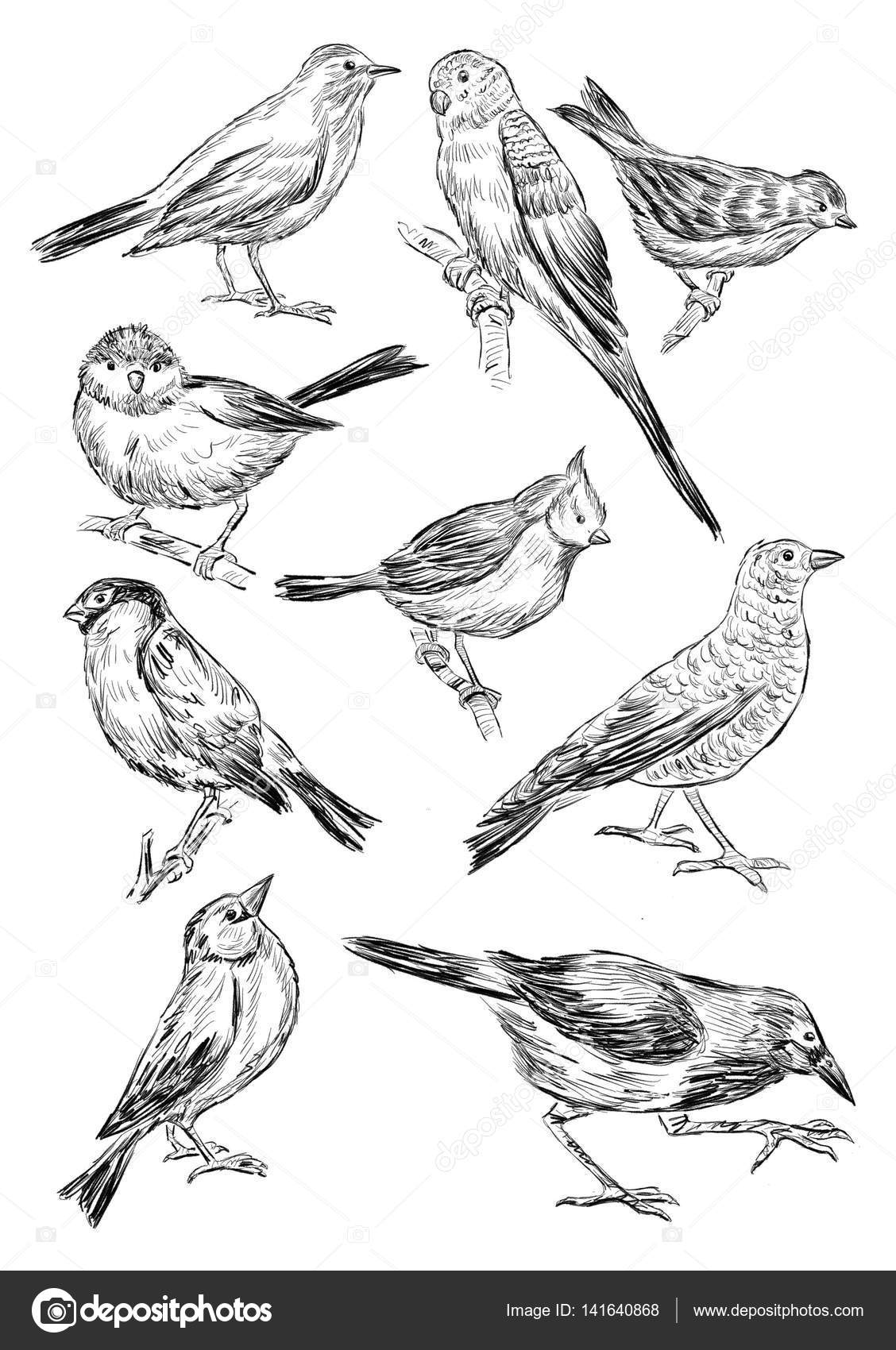 Sketches of the different birds Stock Photo by ©mubaister@gmail ...