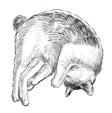 Uyuyan bir yerli kedi taslağını