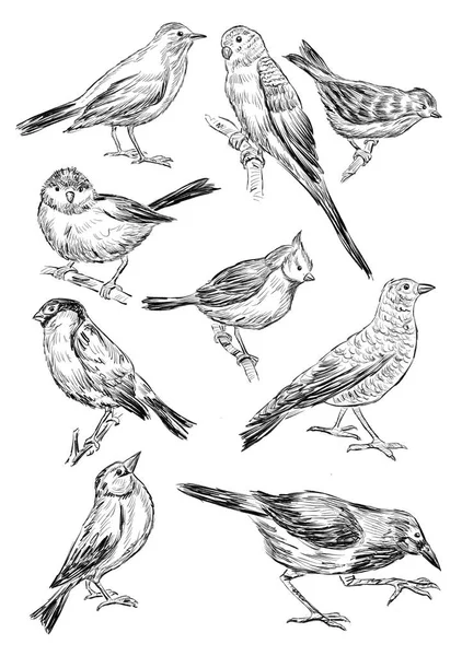 Sketches of the different birds — Stock Photo, Image