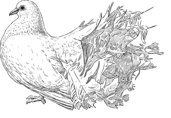 Boceto de una paloma blanca — Archivo Imágenes Vectoriales