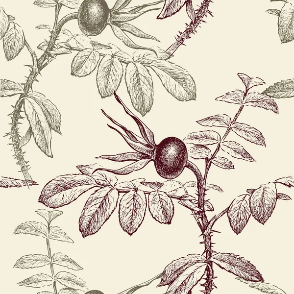 Ramitas de la rosa silvestre con la fruta madura — Vector de stock