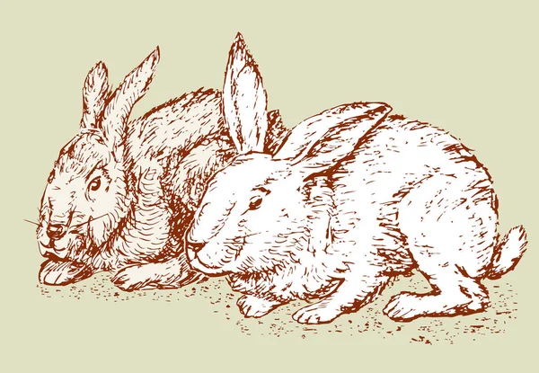 Schizzo dei conigli — Vettoriale Stock