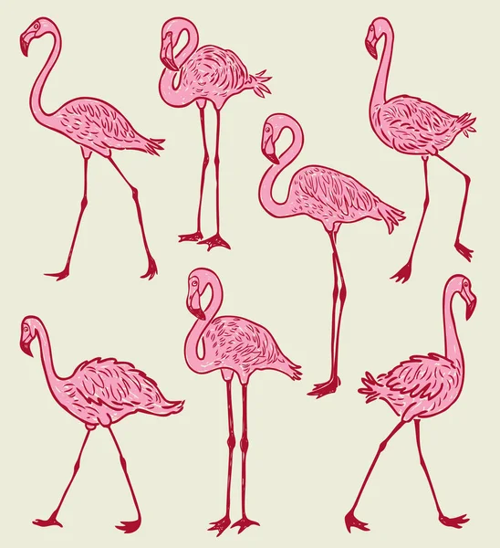 Een kudde van de cartoon van de roze flamingo 's — Stockvector