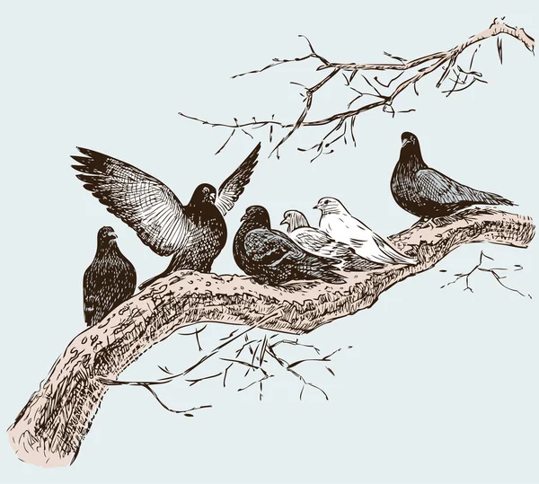 Os pombos no galho da árvore no dia da primavera — Vetor de Stock