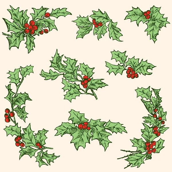 Холлі гілки з ягодами — стоковий вектор