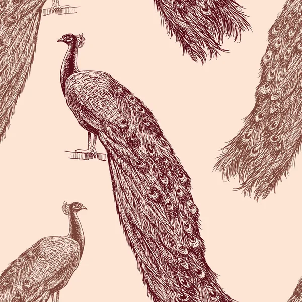 Çizilmiş tavus kuşu paterni — Stok Vektör