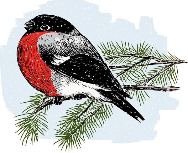 Bullfinch en una rama de abeto — Vector de stock