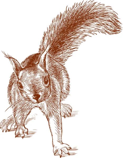 Sketch Nimble Forest Squirrel — Stock Vector