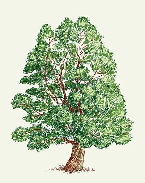 Лиственное Дерево Летнее Время — стоковый вектор